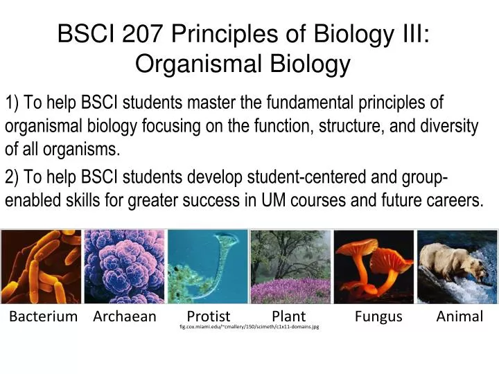 bsci 207 principles of biology iii organismal biology