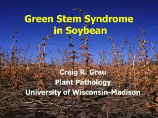 Green Stem Syndrome in Soybean