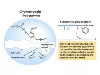 Trypsin has a peptide inhibitor called BPTI