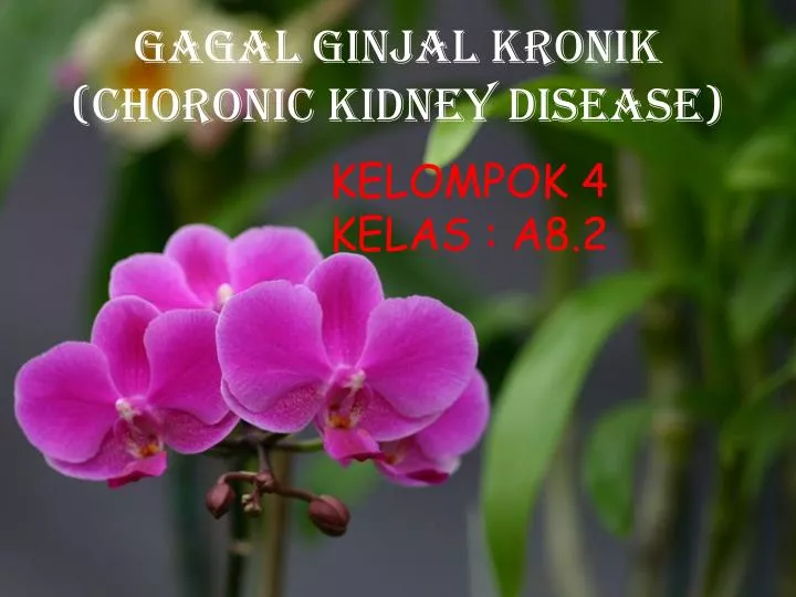 gagal ginjal kronik choronic kidney disease