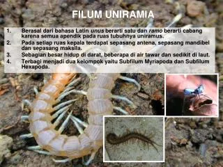 filum uniramia