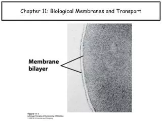 Chapter 11: Biological Membranes and Transport
