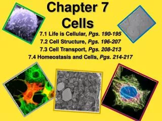 Chapter 7 Cells