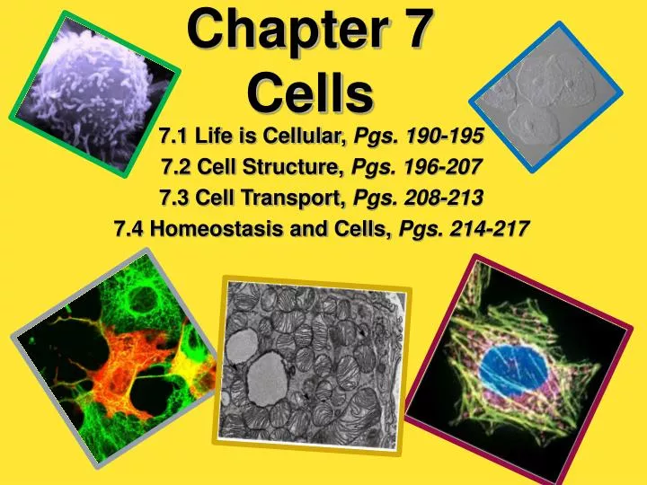 chapter 7 cells