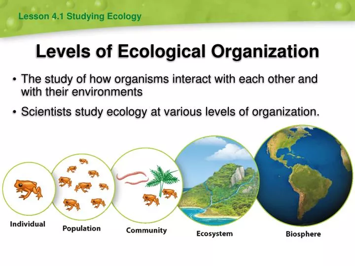 levels of ecological organization