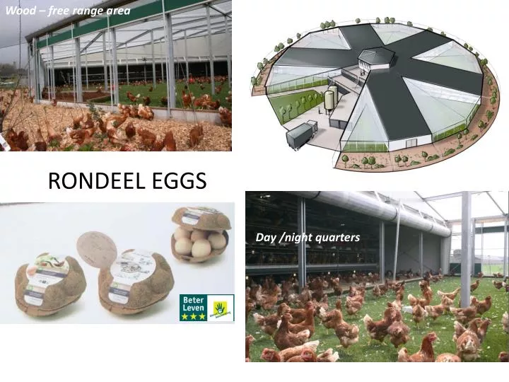 rondeel eggs