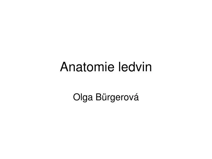 anatomie ledvin