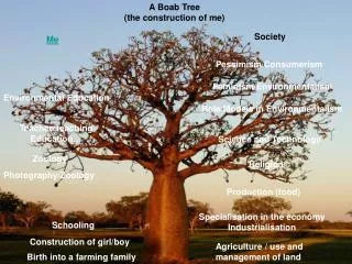 A Boab Tree (the construction of me)