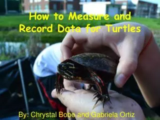 How to Measure and Record Data for Turtles