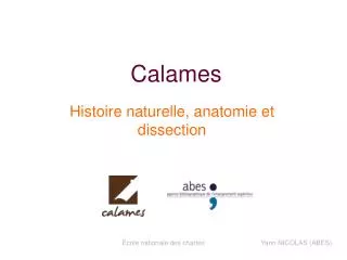 calames