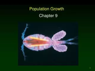 population growth