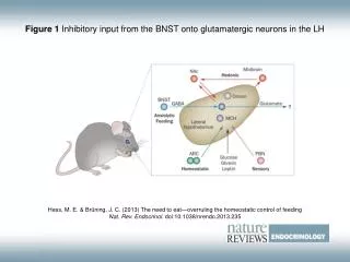 Figure 1 Inhibitory input from the BNST onto glutamatergic neurons in the LH