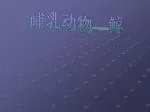 哺乳动物 — 鲸 - slide 1