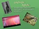 ცოცხალი ბუნება - slide 1