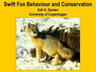Swift Fox Behaviour and Conservation Safi K. Darden University of Copenhagen