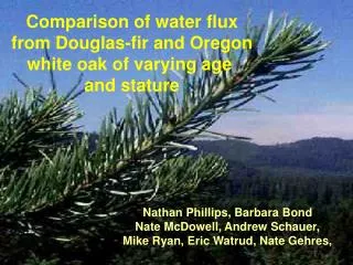 Comparison of water flux from Douglas-fir and Oregon white oak of varying age and stature