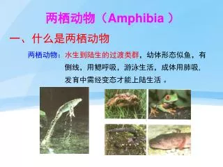amphibia