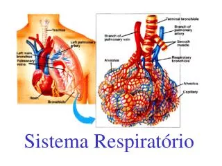 sistema respirat rio