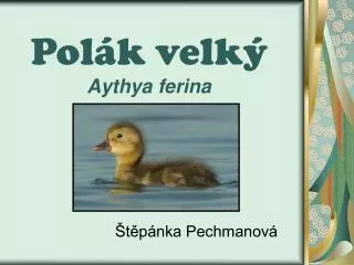 pol k velk aythya ferina