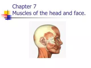 Chapter 7 Muscles of the head and face.