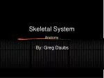 Skeletal System Anatomy - slide 1
