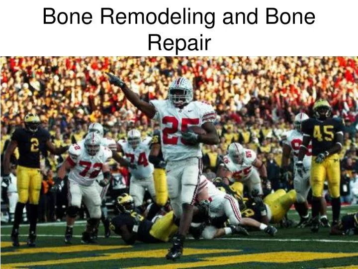 bone remodeling and bone repair