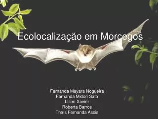 ecolocaliza o em morcegos