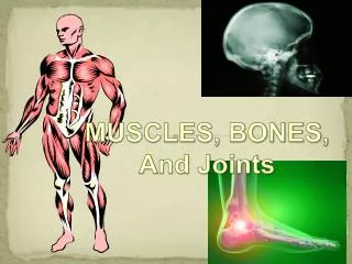 MUSCLES, BONES, And Joints