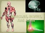 MUSCLES, BONES, And Joints - slide 1
