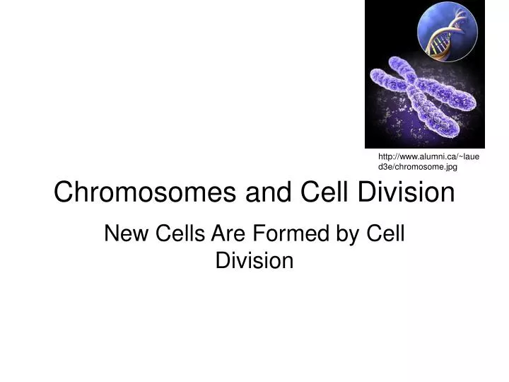 chromosomes and cell division