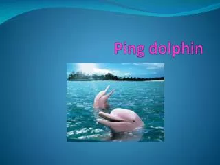 Ping dolphin
