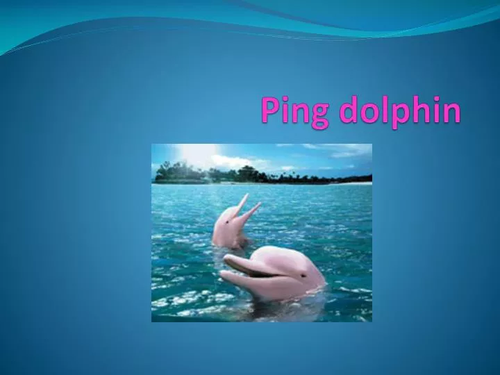 ping dolphin