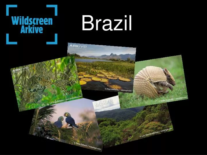 Presentations of Brazil