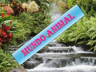 mundo animal