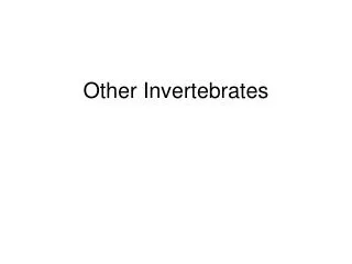 Other Invertebrates