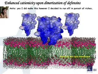 Enhanced cationicity upon dimerization of defensins