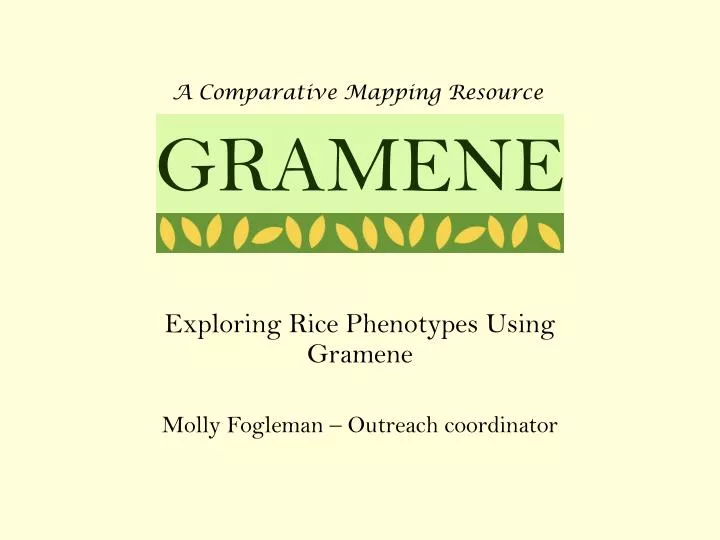 exploring rice phenotypes using gramene molly fogleman outreach coordinator