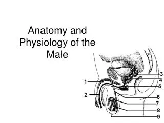 Anatomy and Physiology of the Male