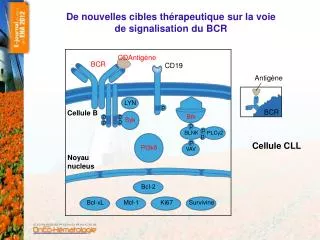 de nouvelles cibles th rapeutique sur la voie de signalisation du bcr