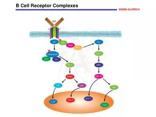 B Cell Receptor Complexes