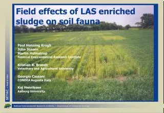 Field effects of LAS enriched sludge on soil fauna