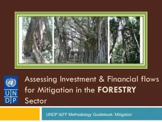Assessing Investment &amp; Financial flows for Mitigation in the FORESTRY Sector