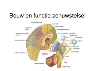 bouw en functie zenuwstelsel