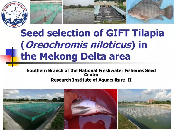 seed selection of gift tilapia oreochromis niloticus in the mekong delta area
