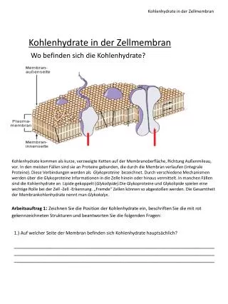 kohlenhydrate in der zellmembran