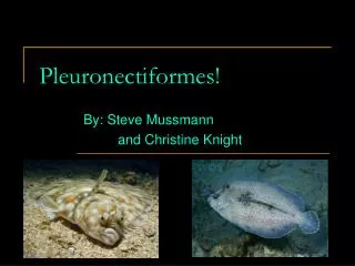 Pleuronectiformes!