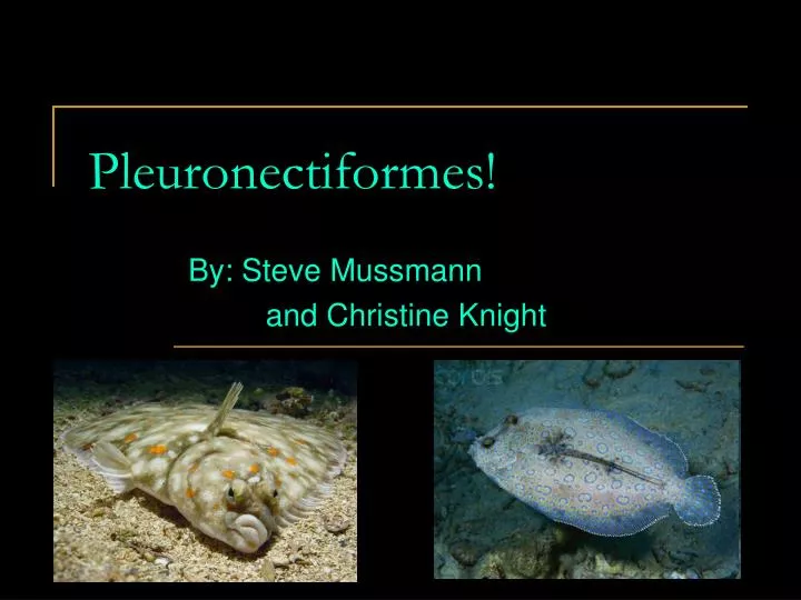 pleuronectiformes