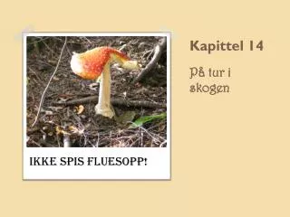 kapittel 14 p tur i skogen