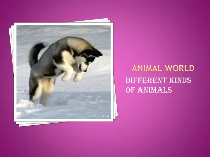 animal world