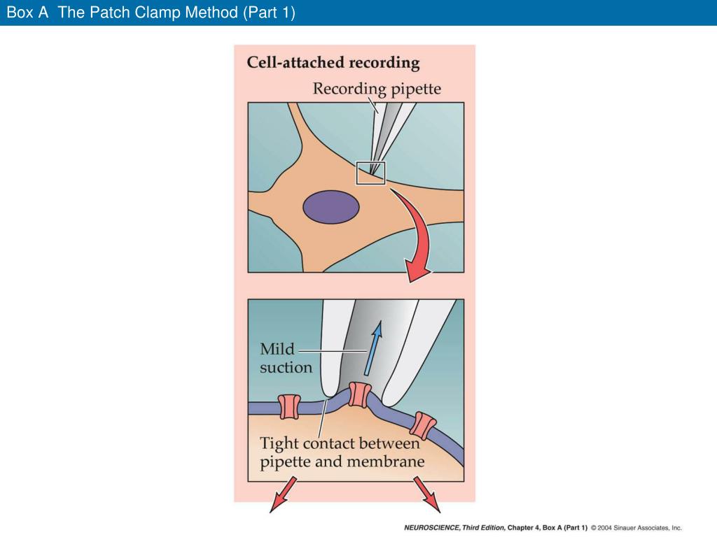 PPT - Box A The Patch Clamp Method (Part 1) PowerPoint Presentation ...